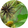 鬼针草