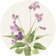 金银花