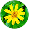 野菊花